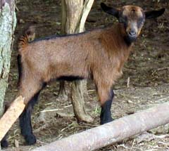 Female Fainting Goat