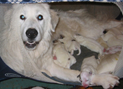 View our Great Pyrenees Guard Dogs for sale