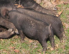 American Guinea Hog Piglets