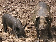 Male and Female American Guinea Hogs