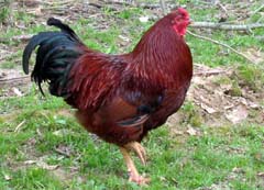View our poultry for sale